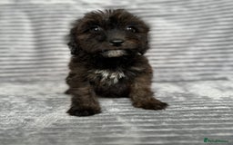 Cockapoo dogs for sale: Adorable Cockapoos looking for forever homes - Image 22