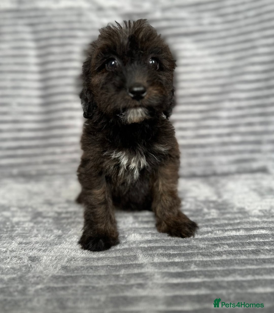 Cockapoo dogs for sale: Adorable Cockapoos looking for forever homes - Image 22