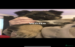 German Shepherd dogs for sale: 4 beautiful female German shepherd pups  - Image 2