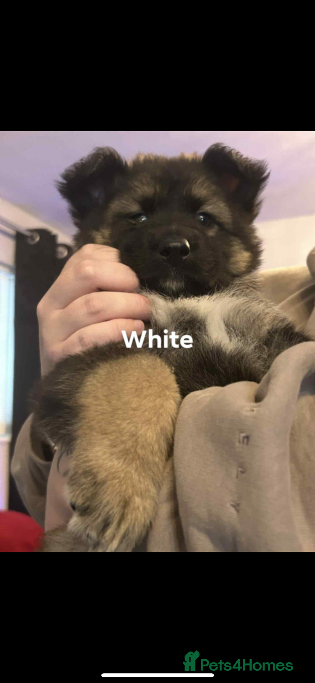 German Shepherd dogs for sale: 4 beautiful female German shepherd pups  - Image 2
