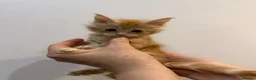 Maine Coon cats for sale: Maine Coon kittens - Advert 9
