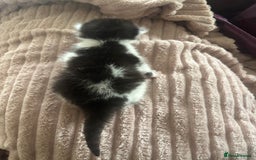 Mixed Breed cats for sale: Kittens - Image 6