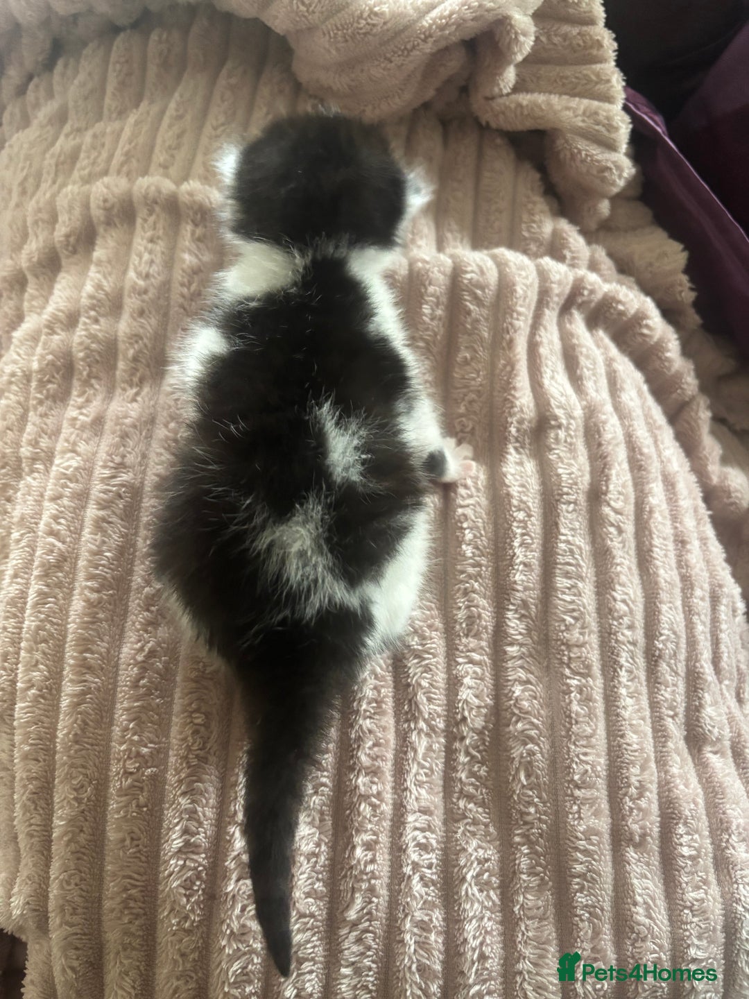 Mixed Breed cats for sale: Kittens - Image 6