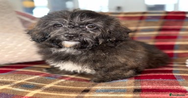Shihpoo dogs - Advert 9
