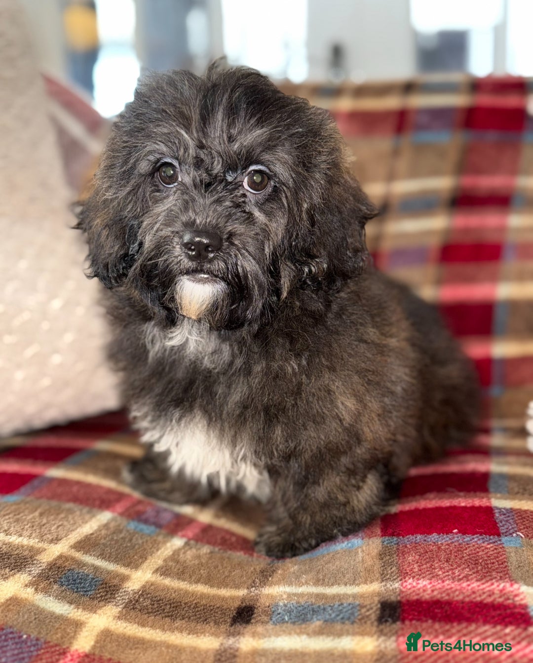 Shihpoo dogs for sale: 🩷 Beautiful Shihpoo Girl available 🩷 - Image 6