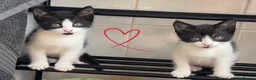 British Shorthair cats for sale: Beautiful kitty - Advert 5