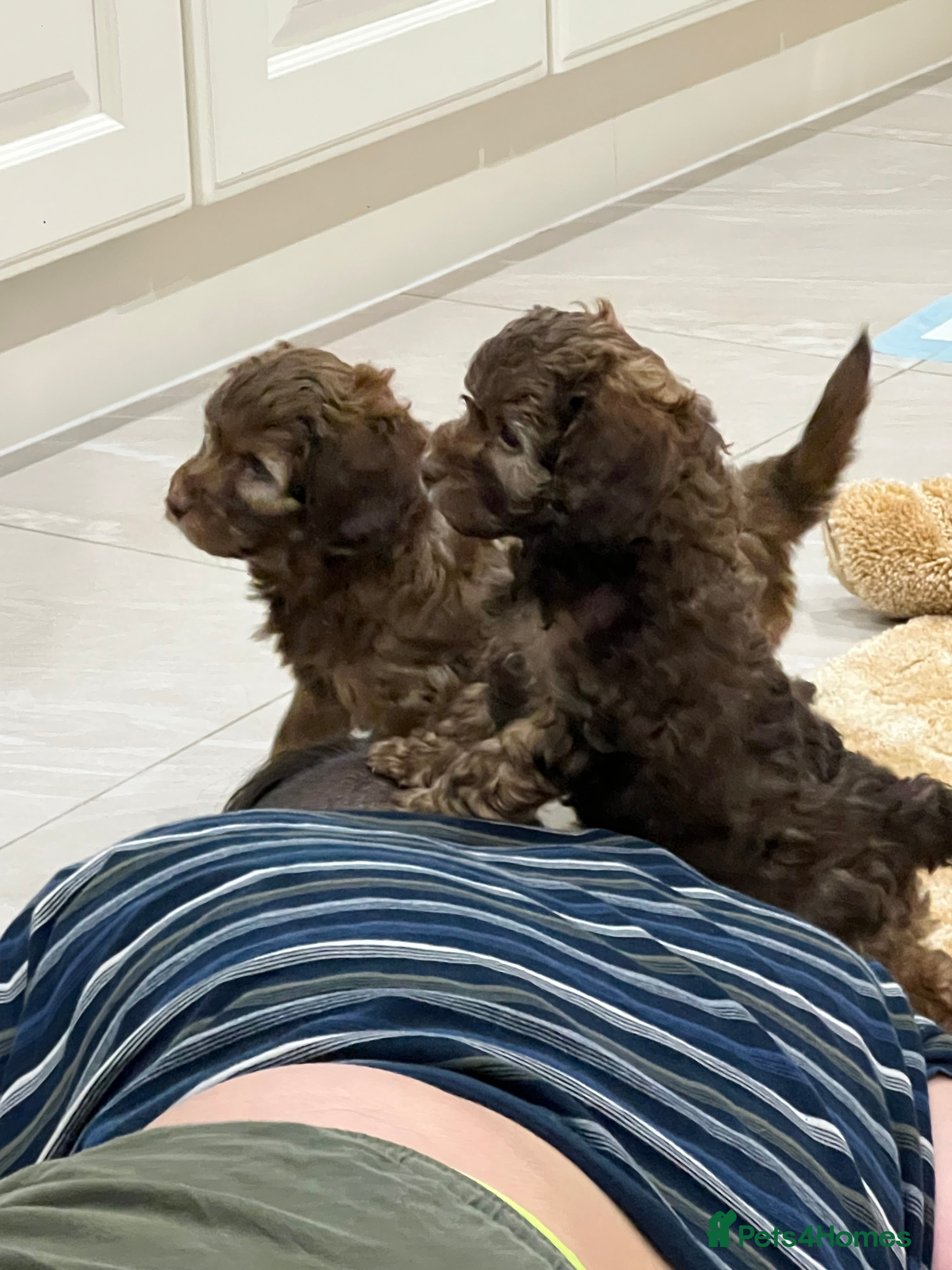 Cockapoo dogs Gorgeous F1B Cockapoo Puppies – Doncaster  - Advert 13