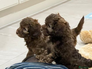 Cockapoo dogs Gorgeous F1B Cockapoo Puppies – Doncaster - Advert 13