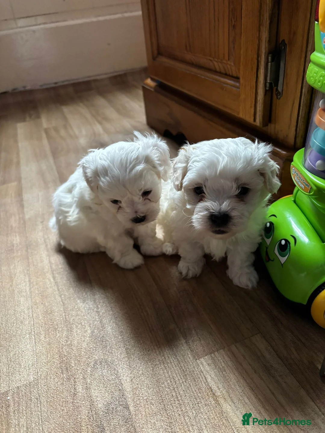 Bichon Frise dogs for sale: Bichon in High Wycombe - Advert 3
