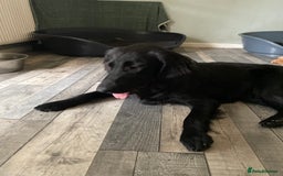 Flat coated Retriever dogs for sale: Beautiful flatcoat retriever girl  - Image 2