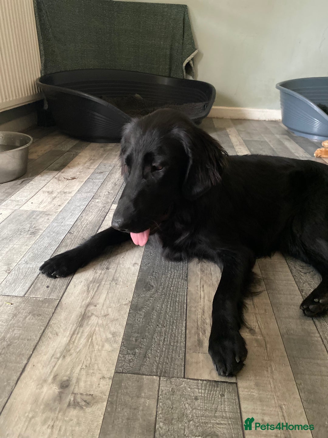 Flat coated Retriever dogs for sale: Beautiful flatcoat retriever girl  - Image 2