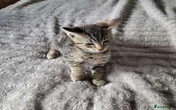 Bengal cats for sale: 3 black and 3 bengal kittens (1 male) - Image 11