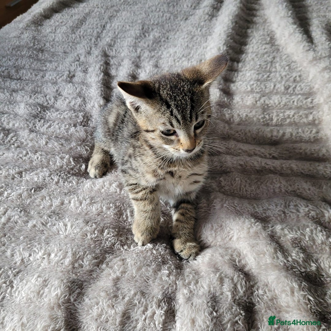 Bengal cats for sale: 3 black and 3 bengal kittens (1 male) - Image 11