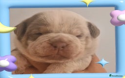English Bulldog dogs for sale: Outstanding old English bulldogs - Image 7