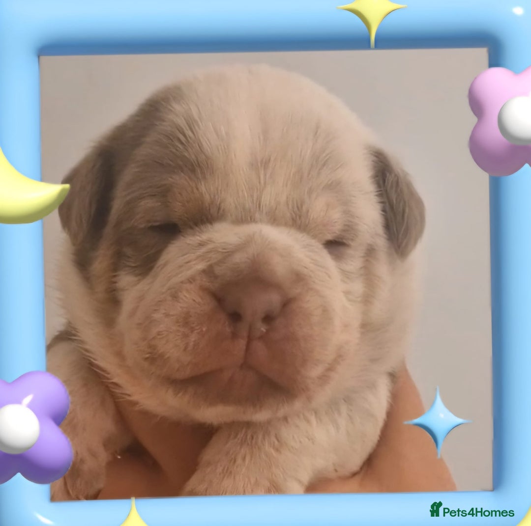 English Bulldog dogs for sale: Outstanding old English bulldogs - Image 7