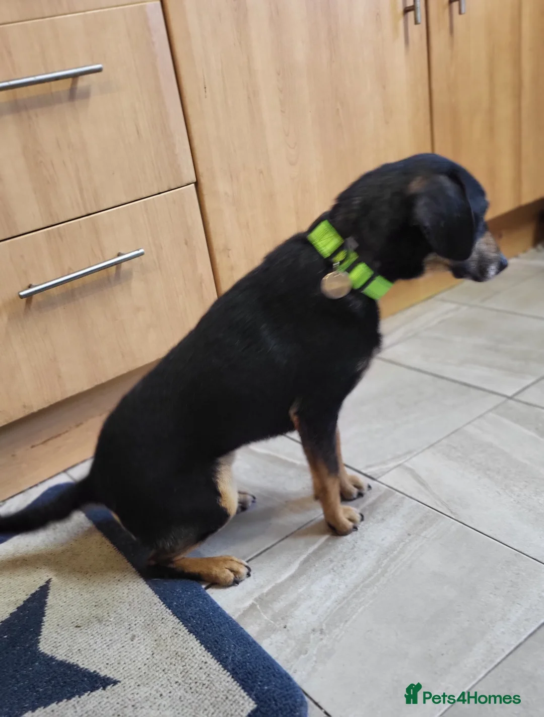 Mixed Breed dogs for adoption: BRONTE  - Advert 4