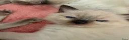 Ragdoll cats for sale: Ragdoll - Advert 11