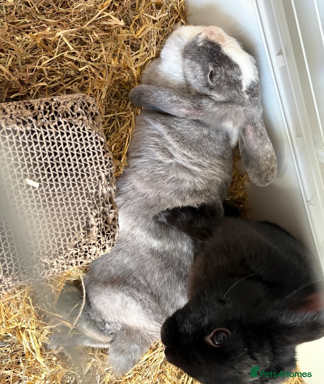 Mixed Breed rabbits for sale: 2 Bunnies - Advert 4