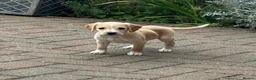 Mixed Breed dogs for sale: Cocker spaniel x lurcher in Darlington - Advert 7