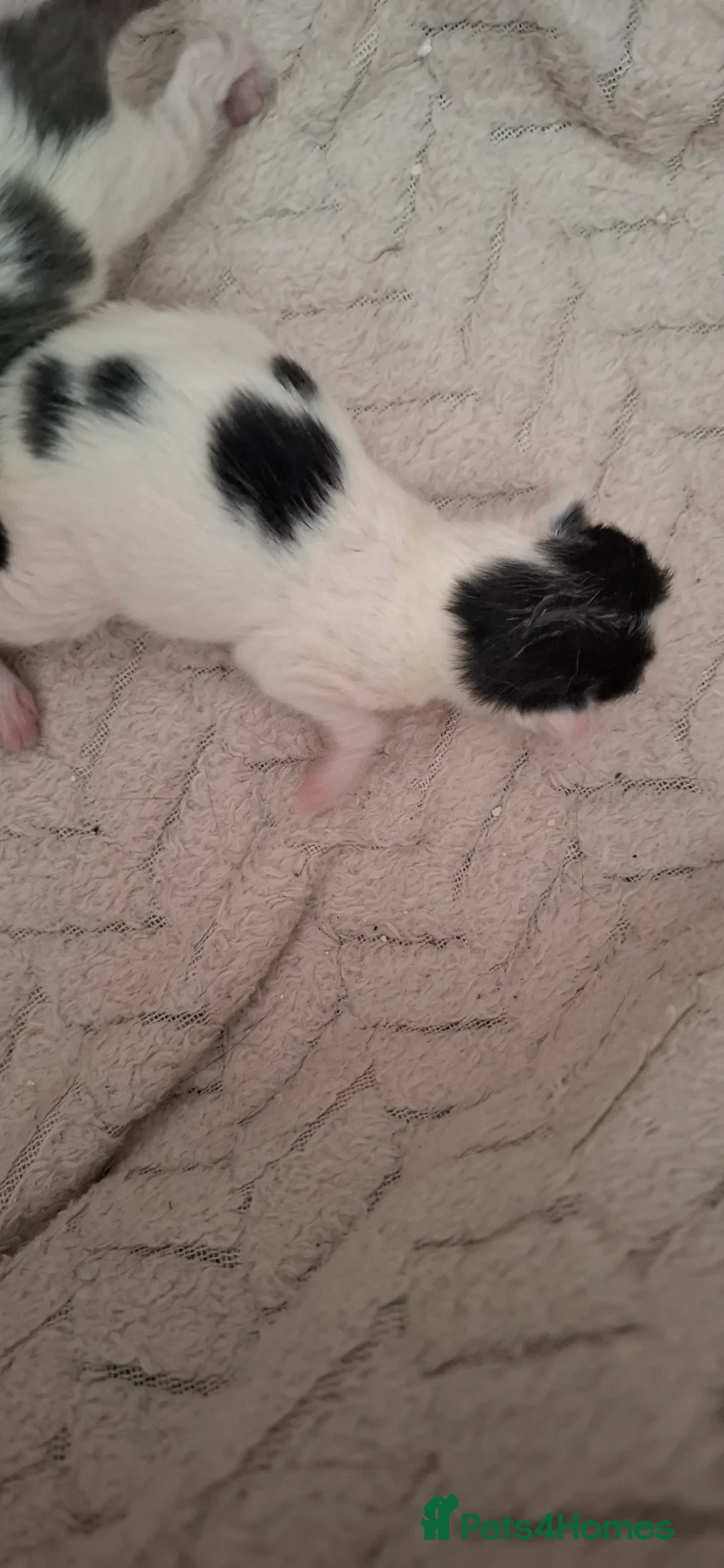 Mixed Breed cats for sale: 3 kittens  in Bury Saint Edmunds - Advert 2