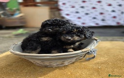 Cavapoo dogs for sale: Cavapoo puppies NEED HOME  - Image 8
