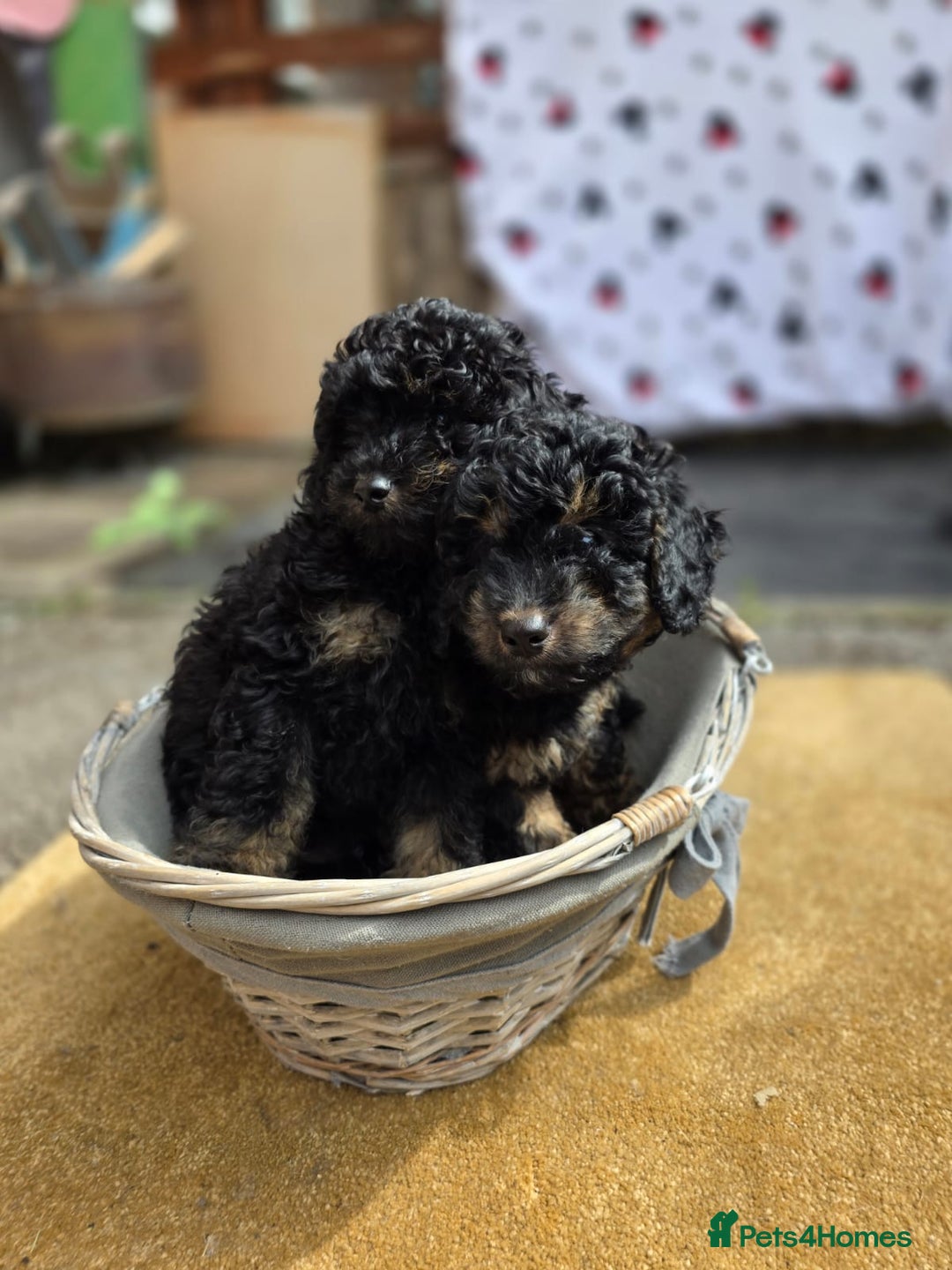 Cavapoo dogs for sale: Cavapoo puppies NEED HOME  - Image 8