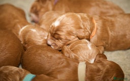Cockapoo dogs for sale: Gorgeous Fox Red Cockapoo Puppies avail 15/12/25 - Image 11