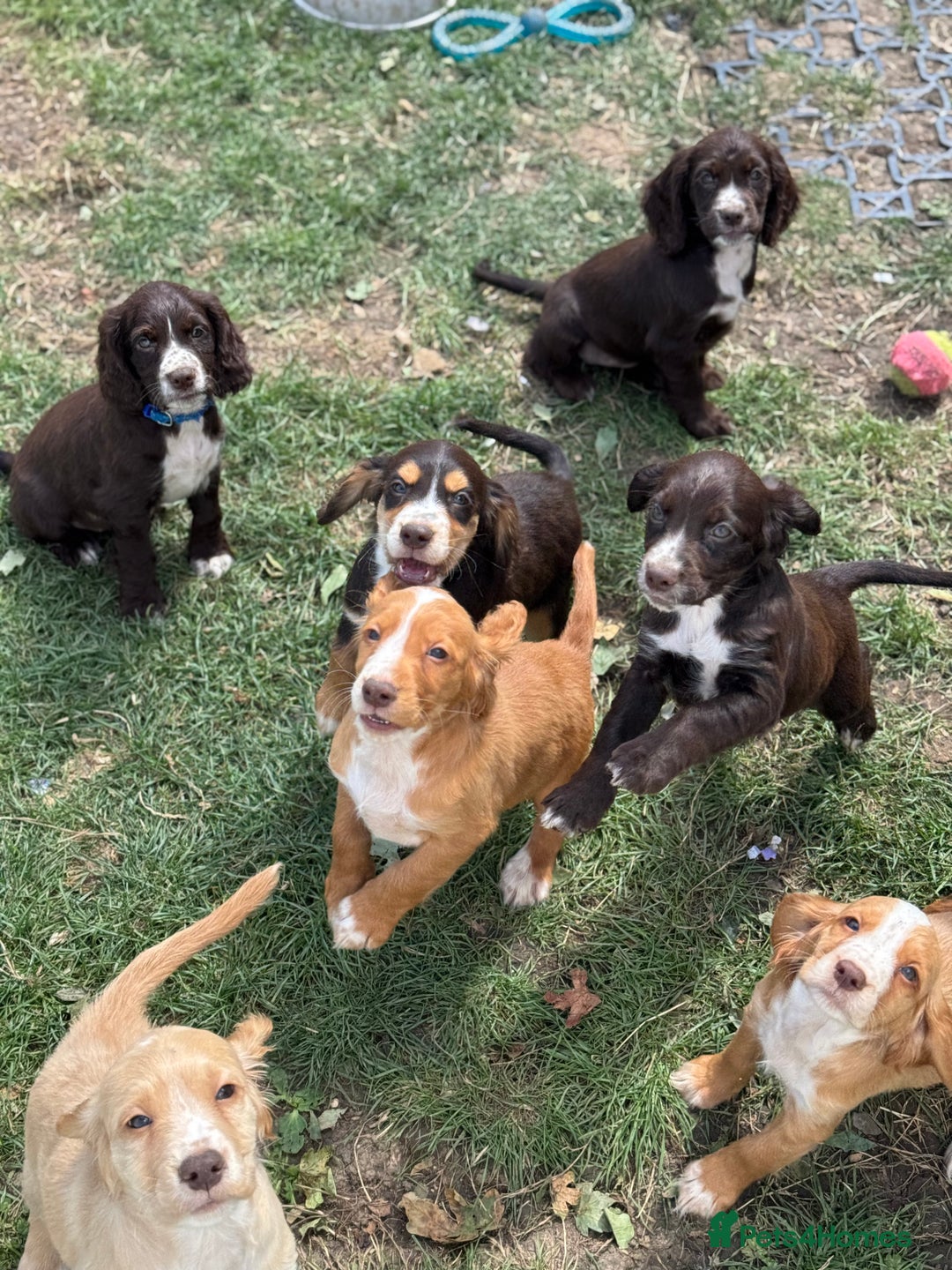 Cocker Spaniel dogs for sale: Stunning cocker pups  - Image 10
