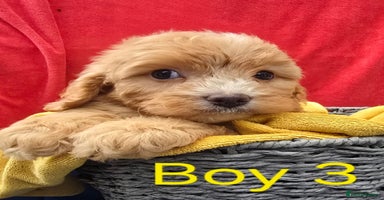 Cavapoo dogs - Advert 4