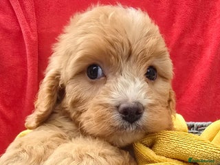 Cavapoo dogs Health Tested Quality F1 Cavapoo Puppies. - Advert 5