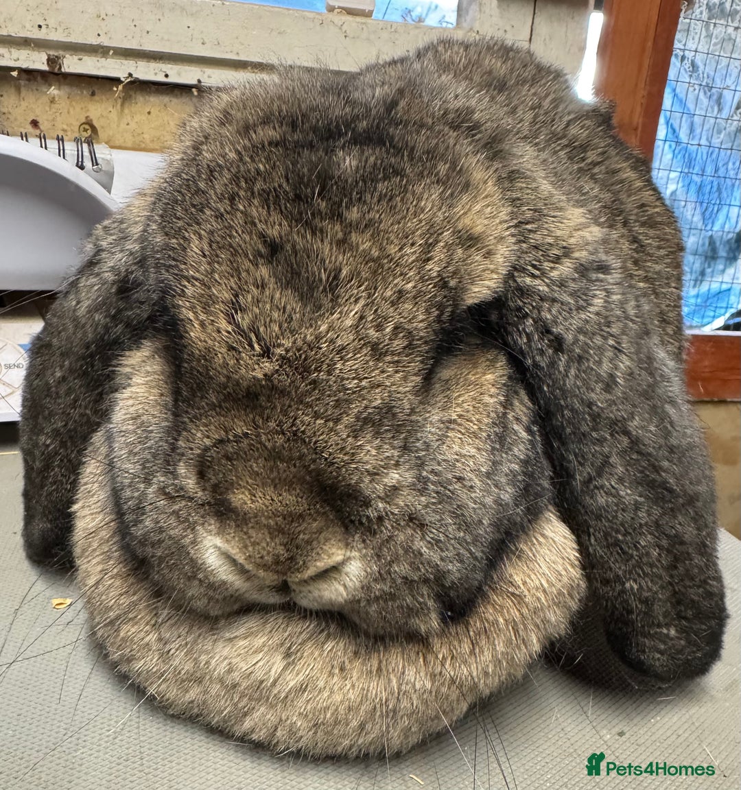 French Lop rabbits for sale: Agouti Adult French Lop Doe - Image 1
