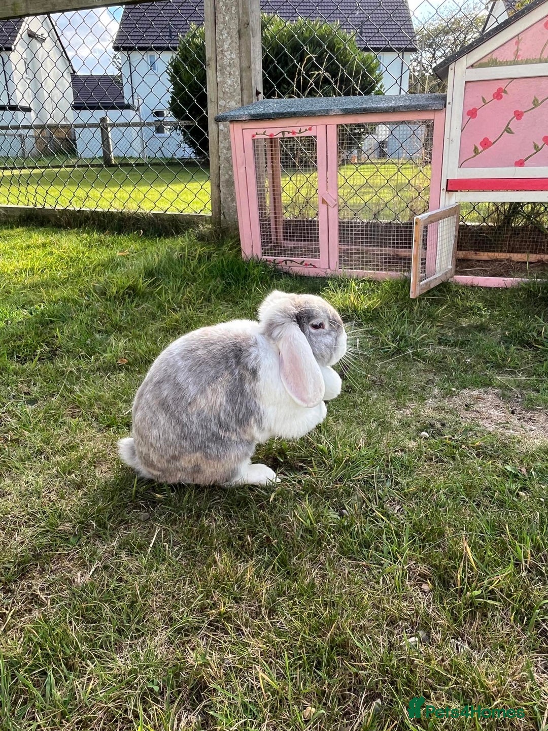 Mixed Breed rabbits for sale: Grey & white female rabbit for rehomimg - Advert 1