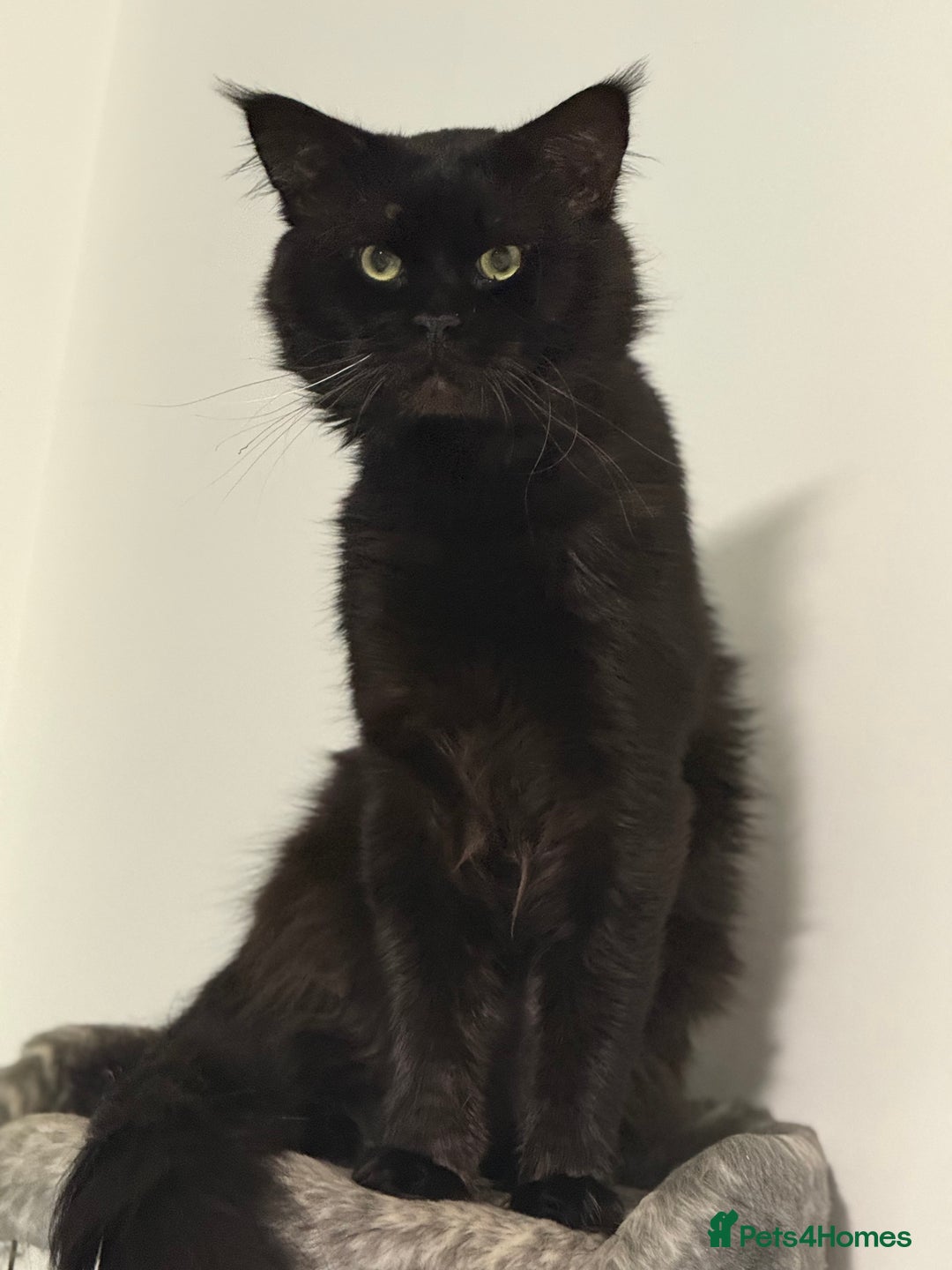 Maine Coon cats for sale: Pure Bred Maine Coon Kittens – Ready to Reserve - Advert 9