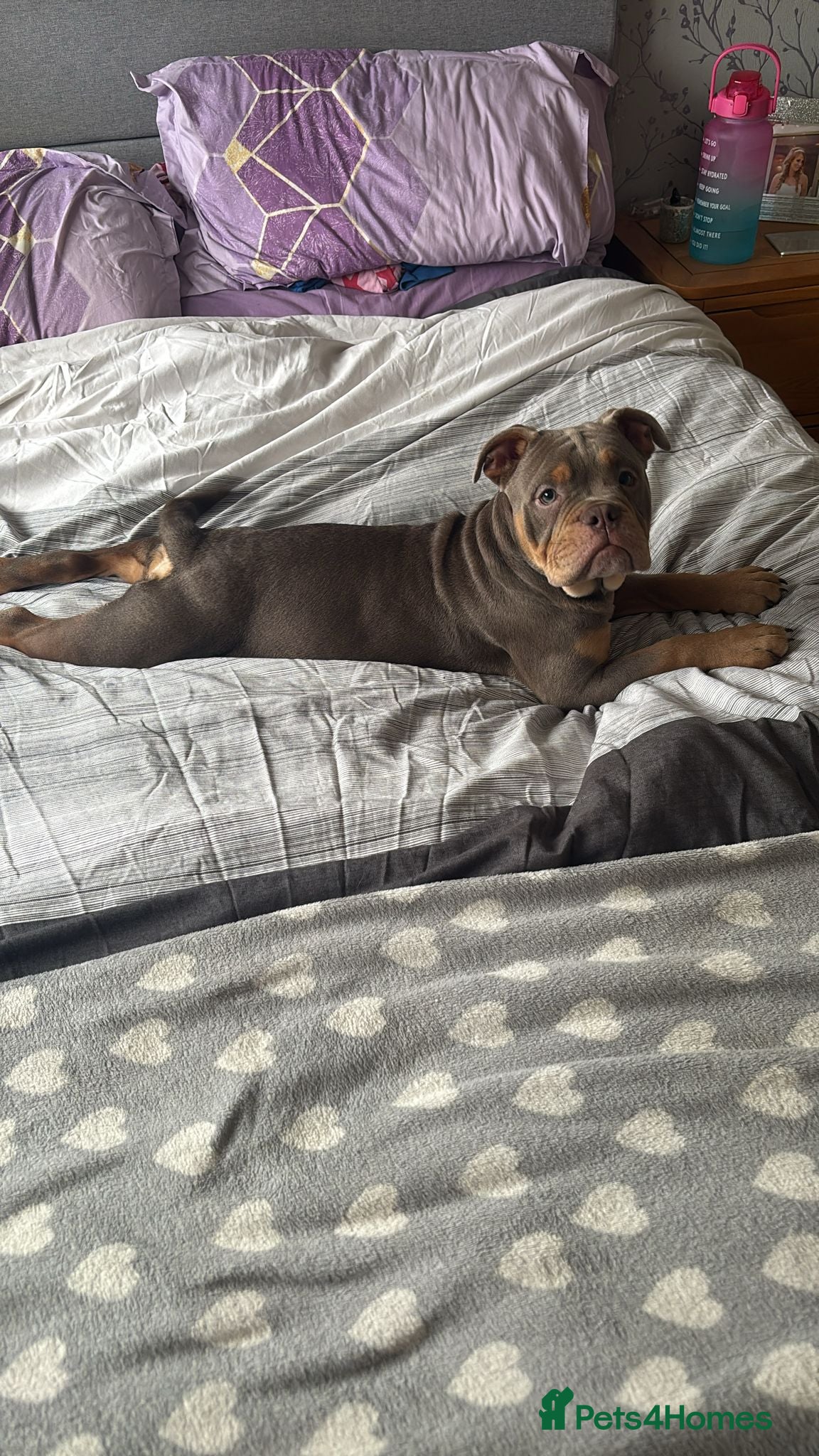 Olde English Bulldogge dogs Olde English bulldogge 5 months old  - Advert 8