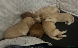 Cockapoo dogs for sale: cockapoo babies  - Image 10
