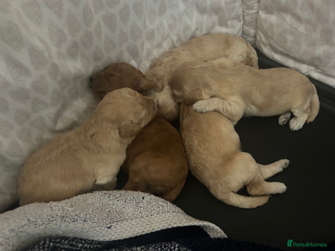 Cockapoo dogs for sale: cockapoo babies  - Image 10