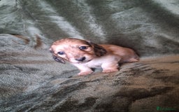 Miniature Dachshund dogs for sale: KC LONGHAIRED MINIATURE DACHSHUNDS  - Image 21