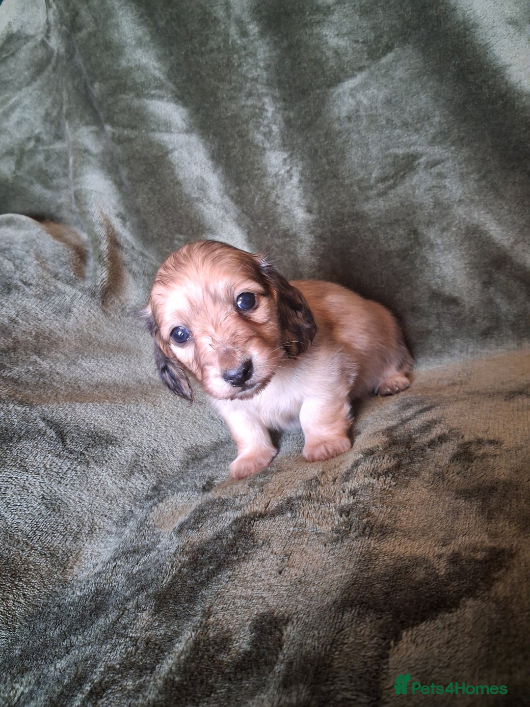Miniature Dachshund dogs for sale: KC LONGHAIRED MINIATURE DACHSHUNDS  - Image 21