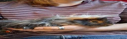 Guinea Pig rodents for sale: 2 stunning brother guinea pigs - Advert 7