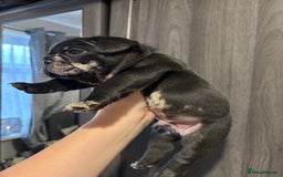 French Bulldog dogs for sale: French bulldog puppies  - Image 19