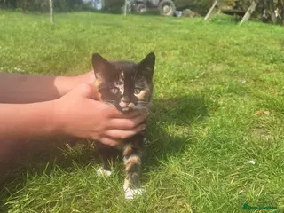 Mixed Breed cats 1 x female kitten for sale - Advert 1
