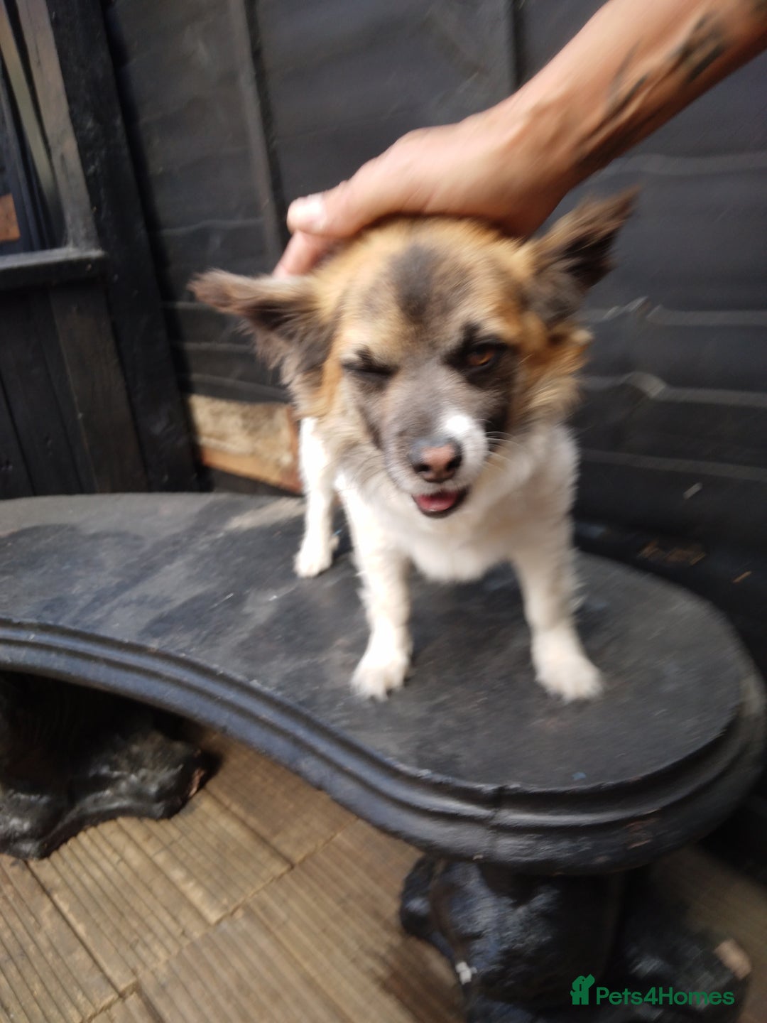 Mixed Breed dogs for sale: Hi selling my male chi,jackrusell in Stevenage - Image 7