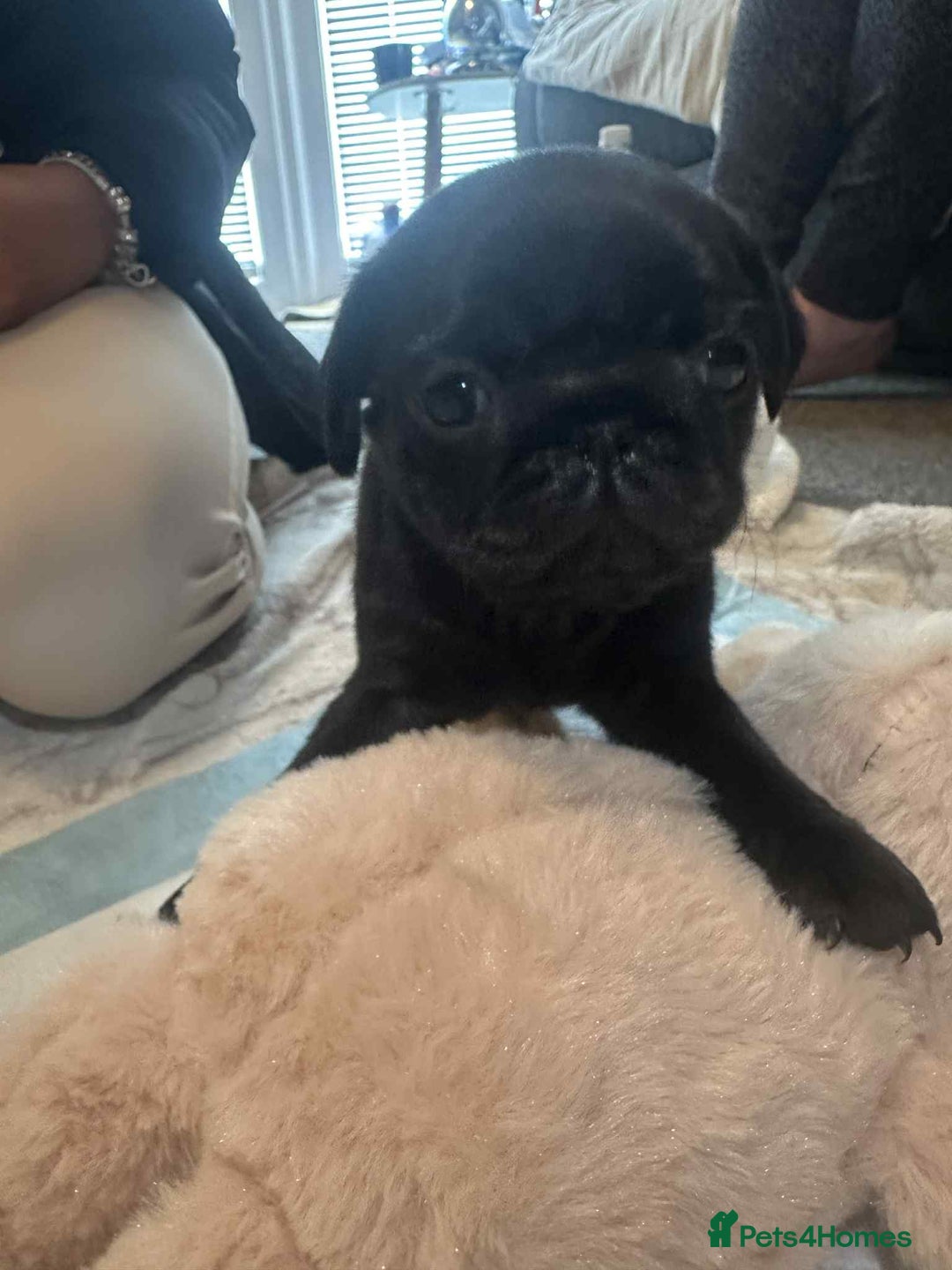 Pug dogs for sale: KCreg pug puppies for sale. - Image 36
