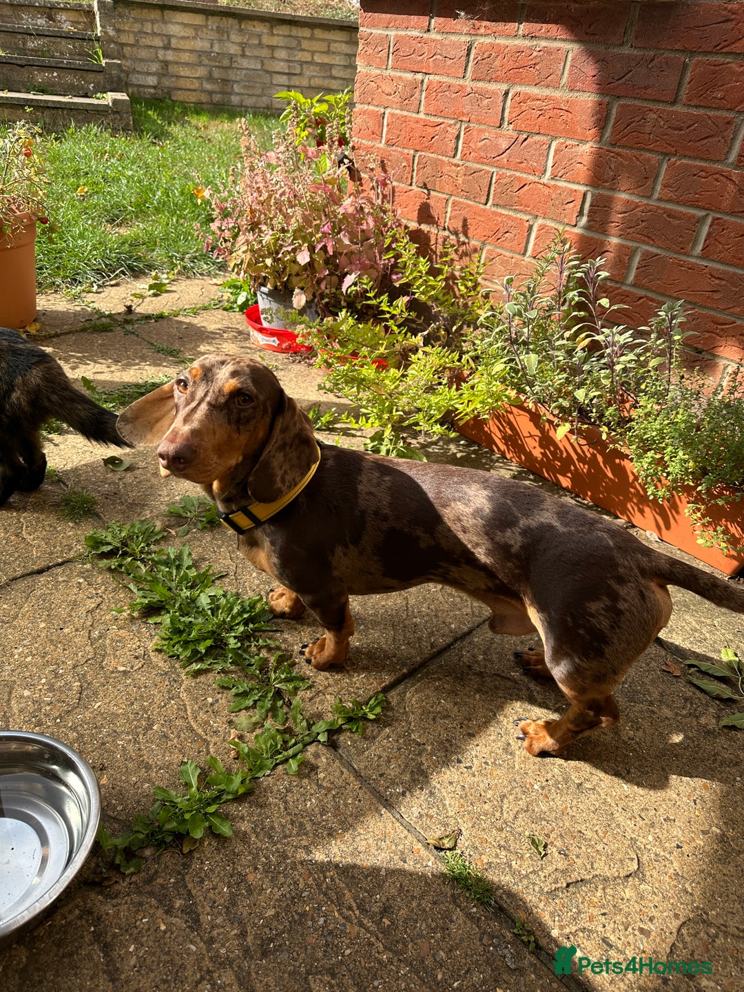 Dachshund dogs for sale: Dapple dachshund 9 months - Image 1