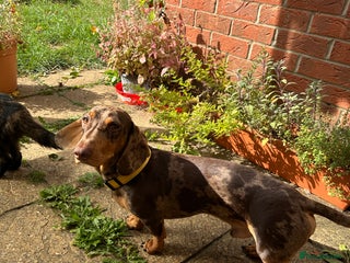 Dachshund dogs for sale - Advert 1