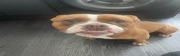 English Bulldog dogs for sale: Victorian bulldog (bruce) - Advert 3