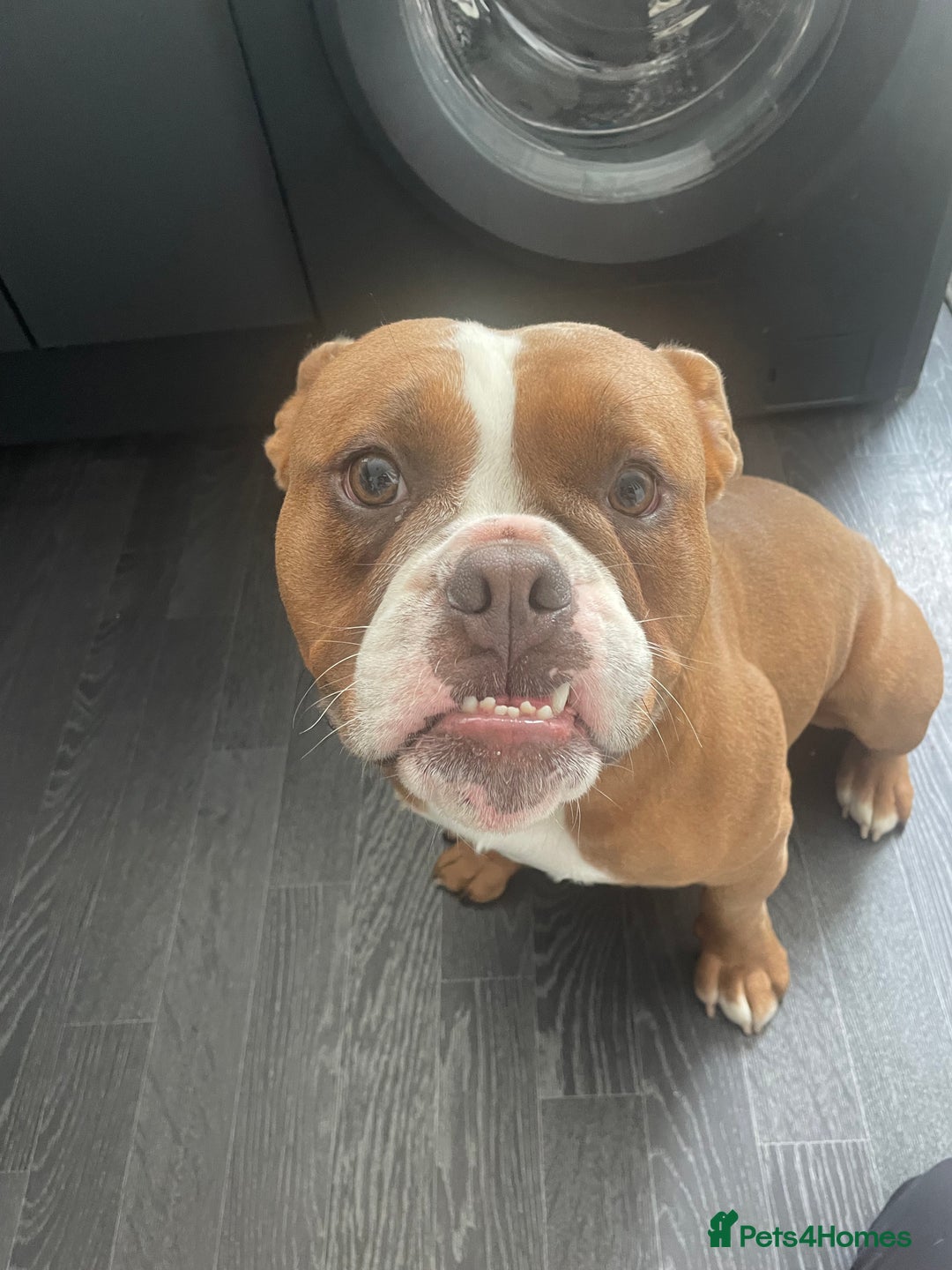 English Bulldog dogs for sale: Victorian bulldog (bruce) - Advert 3