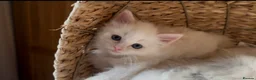 Ragdoll cats for sale: Stunning Ragdoll kittens Flame & Bicolour  - Advert 5