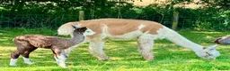 Alpaca livestock for sale: Beautiful group of coloured female alpaca and cria - Advert 12