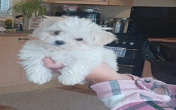 Mixed Breed dogs for sale: Bichion x Maltese pups - Image 5